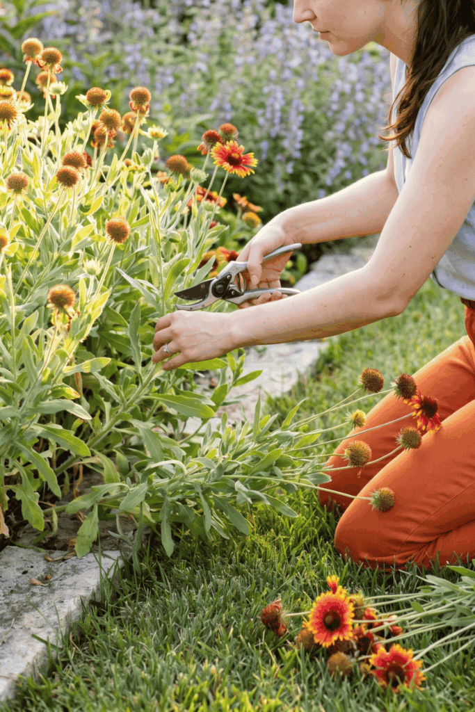 10 Brilliant Perennials to Chelsea Chop in June for Bigger Blooms All Summer 5
