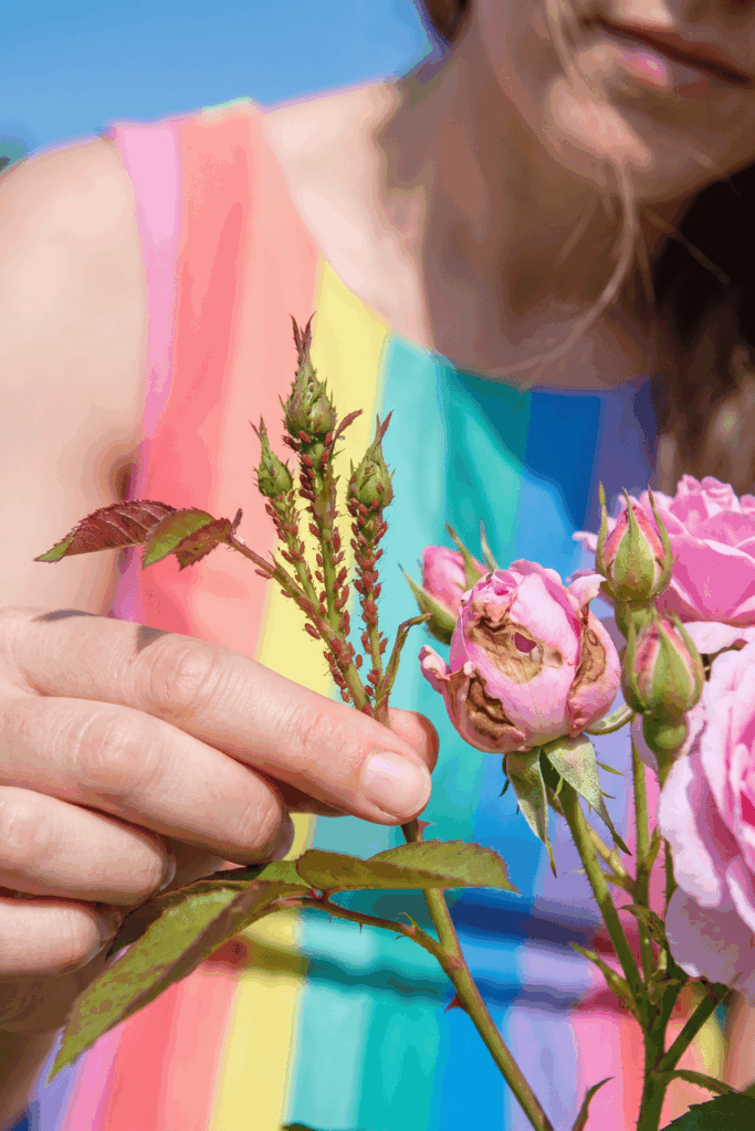10 Things to Do With Your Roses in June for Bigger Blooms and a Much Longer Flowering Season 11