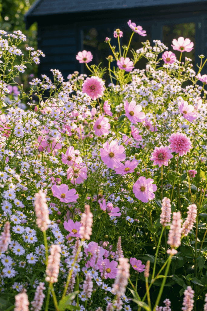 12 Stunning Flower Seeds You Can Still Sow in June for Bold Late-Summer Color That Lasts Into Fall 10