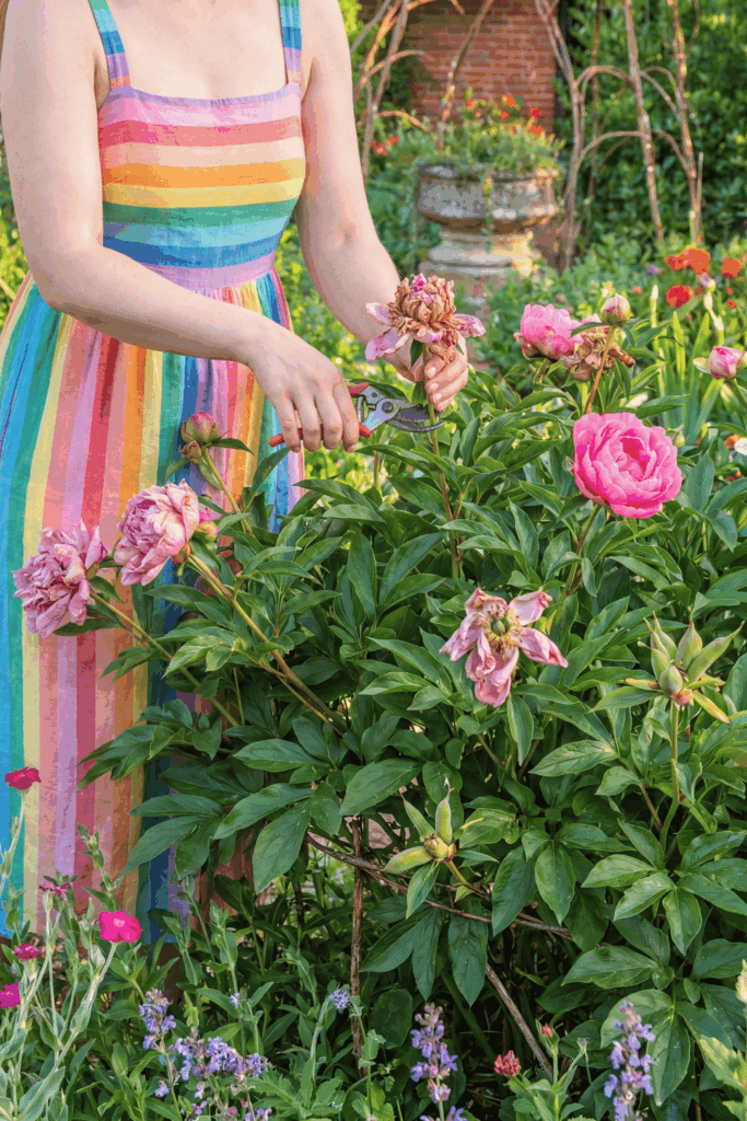 Peonies Have Finished Flowering? Here Are 7 Things You Should Do Right Now for for Bigger, Better Flowers Next Year 3