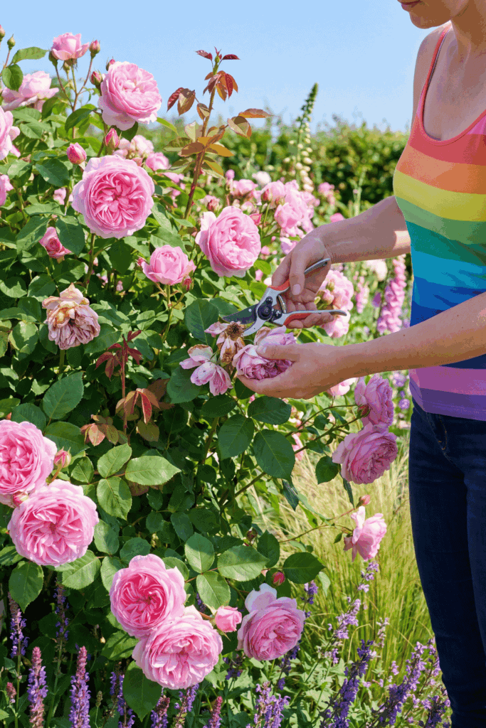 10 Things to Do With Your Roses in June for Bigger Blooms and a Much Longer Flowering Season 4
