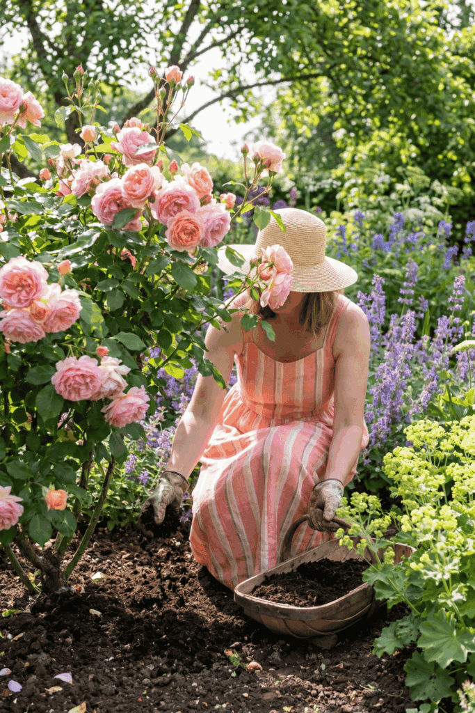 10 Things to Do With Your Roses in June for Bigger Blooms and a Much Longer Flowering Season 2