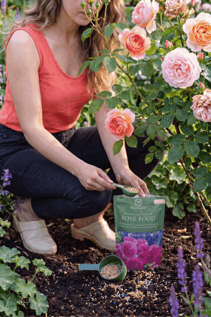 10 Things to Do With Your Roses in June for Bigger Blooms and a Much Longer Flowering Season 1