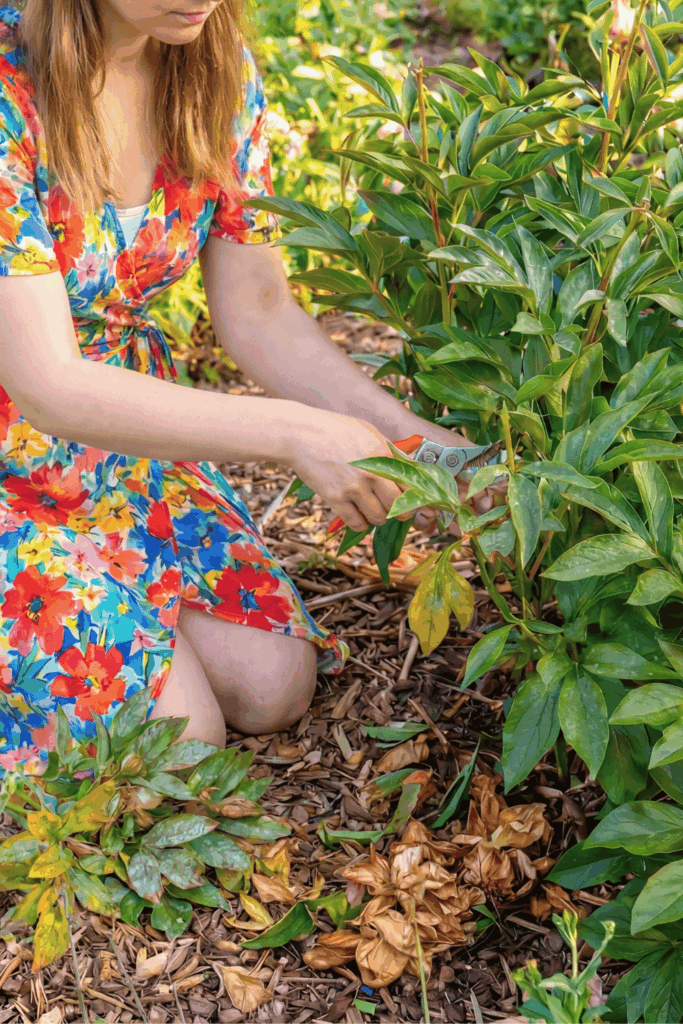 Peonies Have Finished Flowering? Here Are 7 Things You Should Do Right Now for for Bigger, Better Flowers Next Year 7