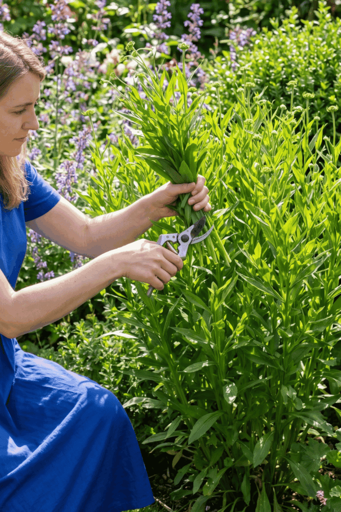 10 Brilliant Perennials to Chelsea Chop in June for Bigger Blooms All Summer 10