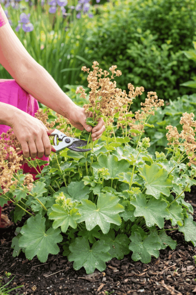 10 Brilliant Perennials to Chelsea Chop in June for Bigger Blooms All Summer 1