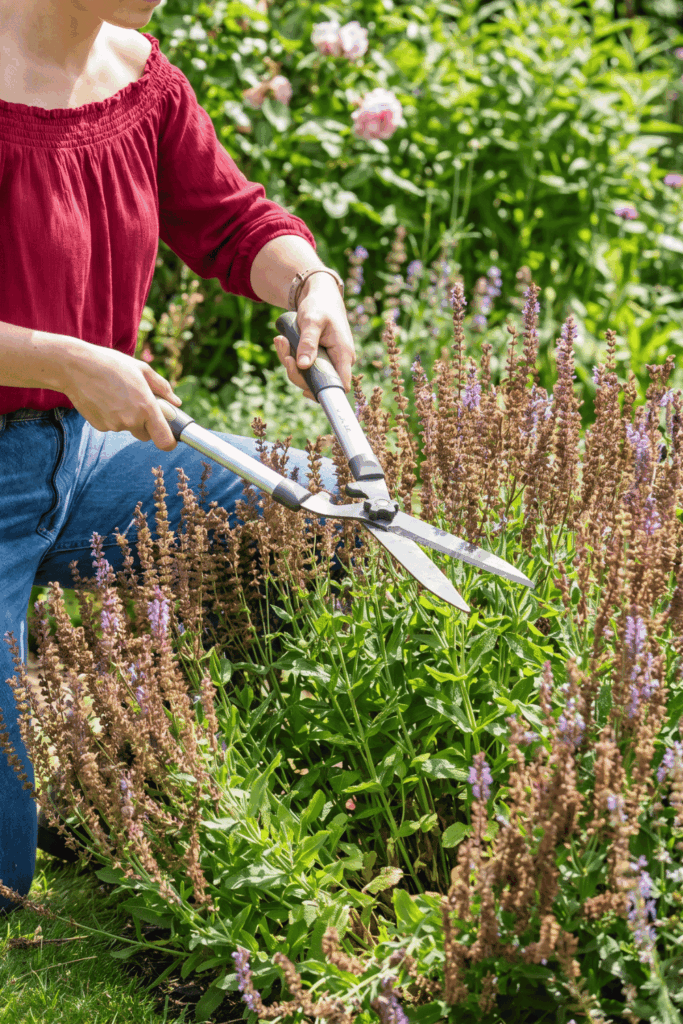 10 Brilliant Perennials to Chelsea Chop in June for Bigger Blooms All Summer 2