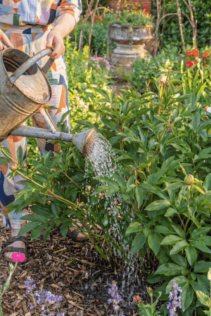 Peonies Have Finished Flowering? Here Are 7 Things You Should Do Right Now for for Bigger, Better Flowers Next Year 6