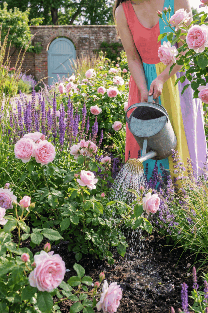 10 Things to Do With Your Roses in June for Bigger Blooms and a Much Longer Flowering Season 8