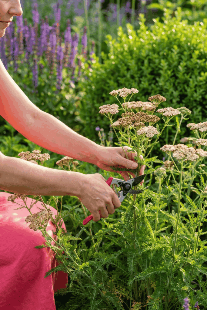 10 Brilliant Perennials to Chelsea Chop in June for Bigger Blooms All Summer 9