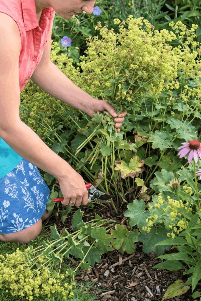 10 Perennials to Give the July Hampton Hack for a Spectacular Second Flush of Flowers 4