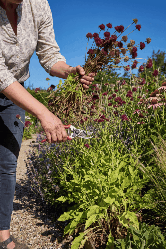 10 Perennials to Give the July Hampton Hack for a Spectacular Second Flush of Flowers 5
