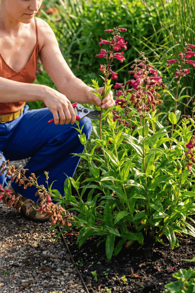 10 Perennials to Give the July Hampton Hack for a Spectacular Second Flush of Flowers 12
