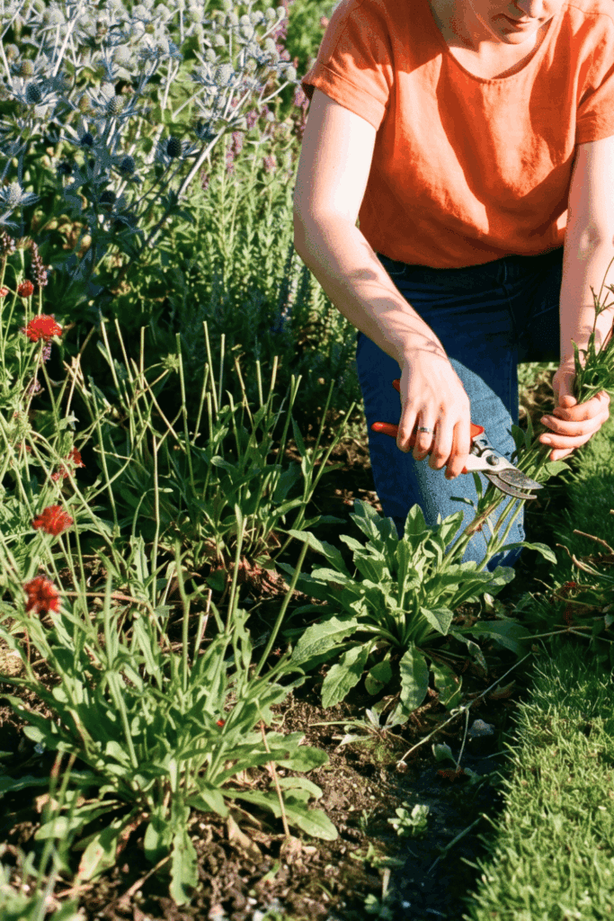 10 Perennials to Give the July Hampton Hack for a Spectacular Second Flush of Flowers 2