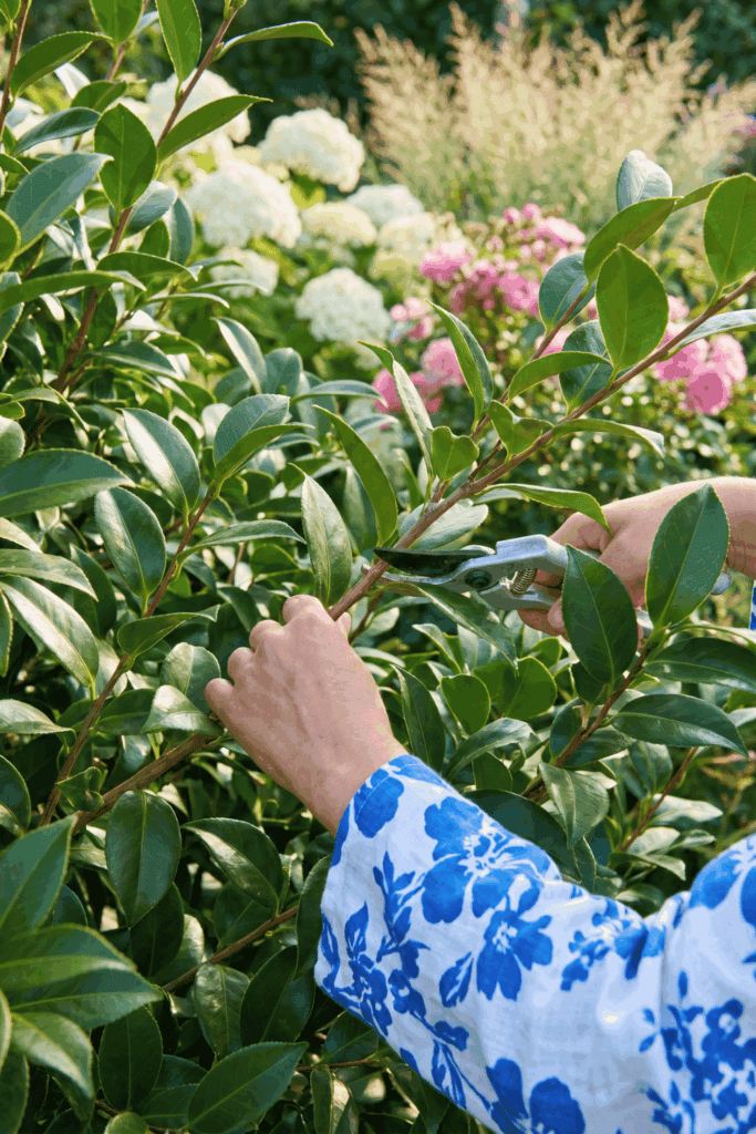 Take Cuttings of These 10 Plants in July and You'll Have Dozens of Free Plants by Next Season 10