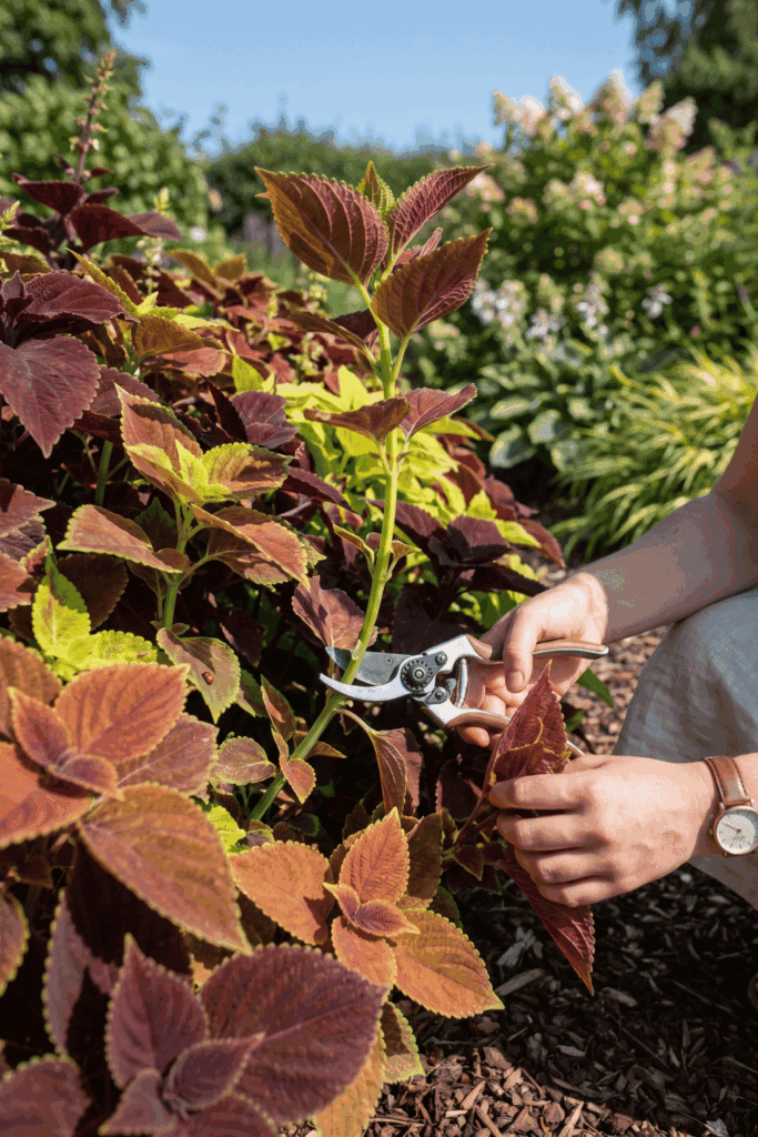 Take Cuttings of These 10 Plants in July and You'll Have Dozens of Free Plants by Next Season 4