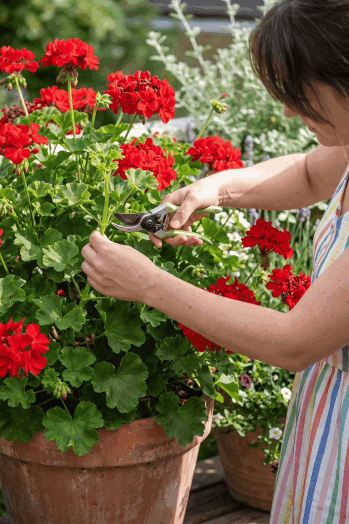 Take Cuttings of These 10 Plants in July and You'll Have Dozens of Free Plants by Next Season 3