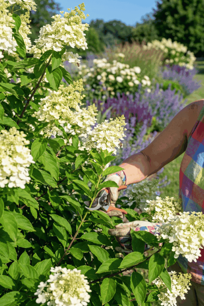 Take Cuttings of These 10 Plants in July and You'll Have Dozens of Free Plants by Next Season 1