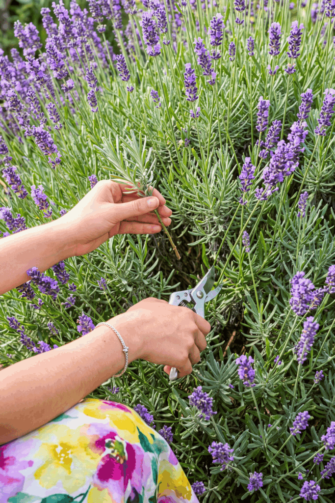 Take Cuttings of These 10 Plants in July and You'll Have Dozens of Free Plants by Next Season 2