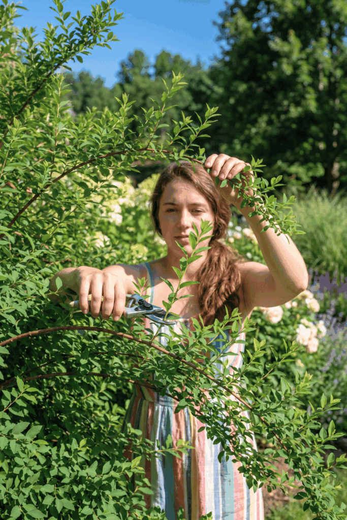 Take Cuttings of These 10 Plants in July and You'll Have Dozens of Free Plants by Next Season 9