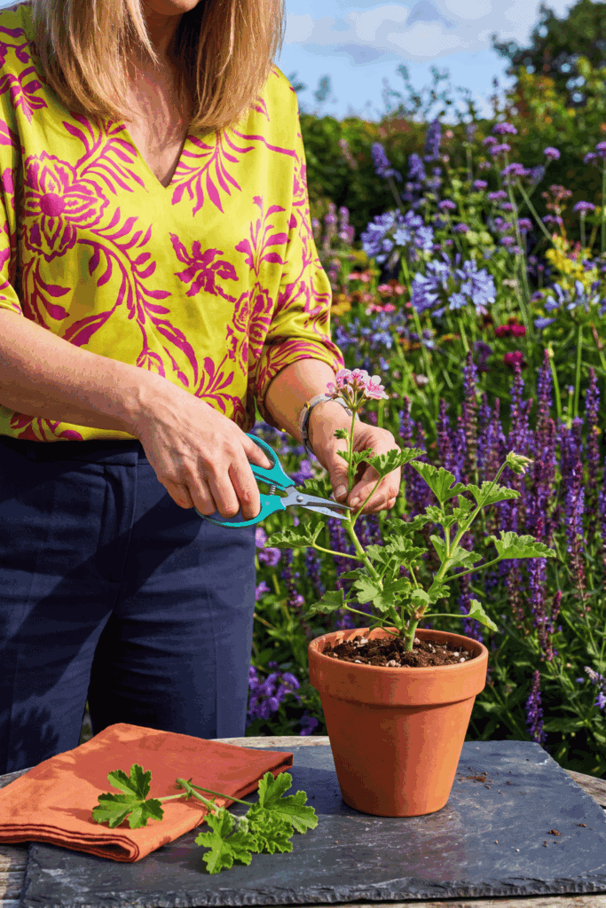 Take Cuttings of These 10 Flowers and Shrubs in August Before the Summer Propagation Window Closes 8