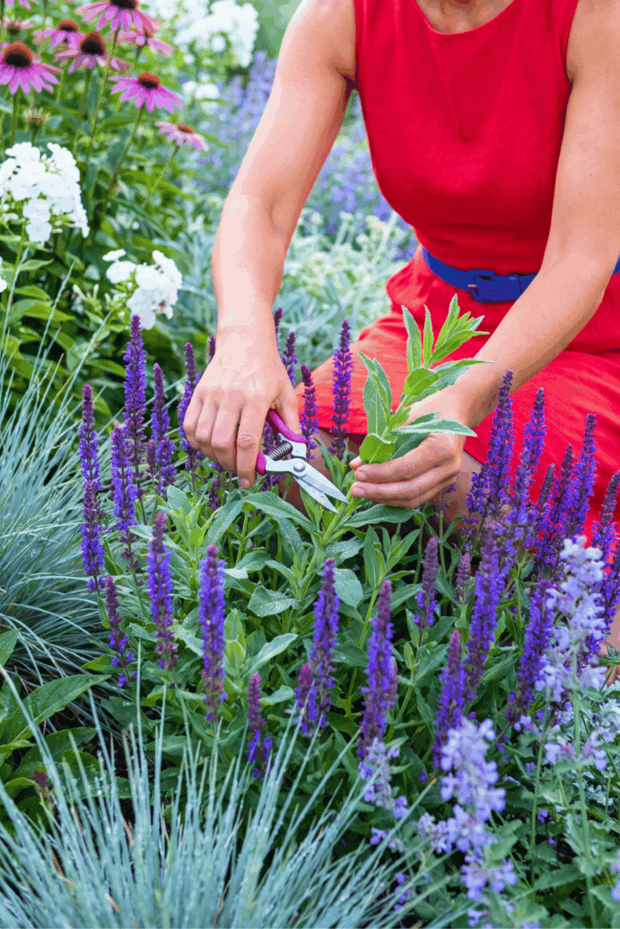 Take Cuttings of These 10 Flowers and Shrubs in August Before the Summer Propagation Window Closes 9