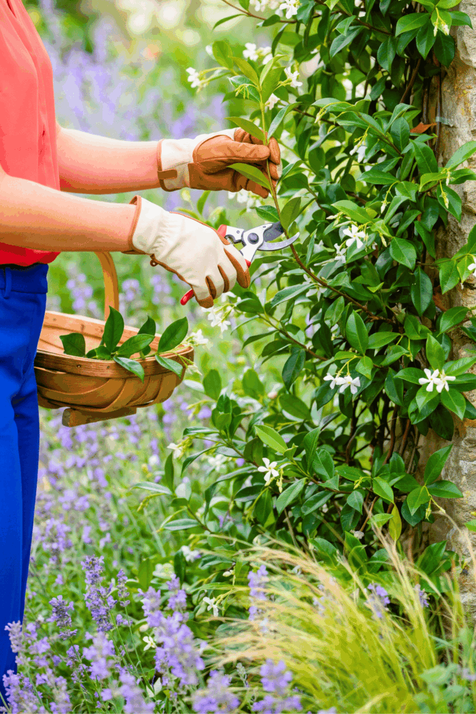 Take Cuttings of These 10 Flowers and Shrubs in August Before the Summer Propagation Window Closes 1