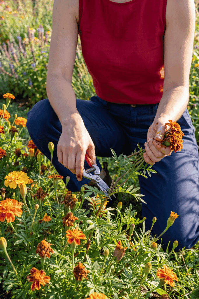 12 Flowers to Deadhead in August So Your Garden Doesn’t Fade Too Early 9