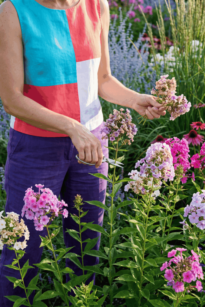 12 Flowers to Deadhead in August So Your Garden Doesn’t Fade Too Early 3