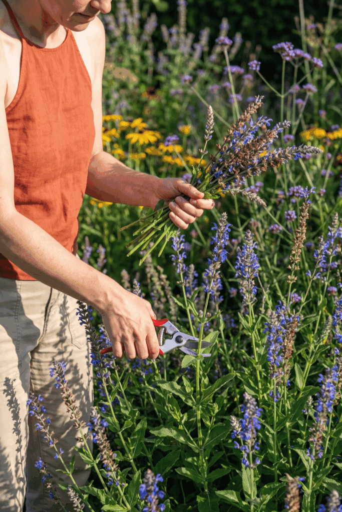 12 Flowers to Deadhead in August So Your Garden Doesn’t Fade Too Early 8