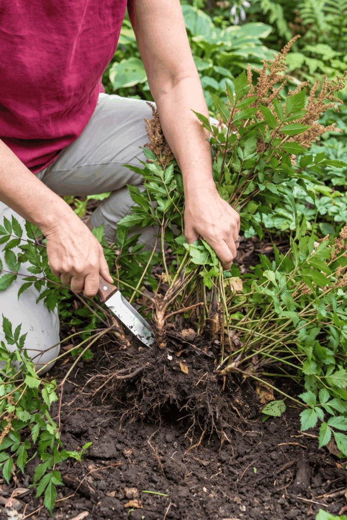 9 Plants to Divide in August – Late Summer Is the Perfect Time to Lift and Split These Popular Perennials for Healthier Growth, Better Blooms and Free Plants Next Spring 5 9 Plants to Divide in August – Late Summer Is the Perfect Time to Lift and Split These Popular Perennials for Healthier Growth, Better Blooms and Free Plants Next Spring 5