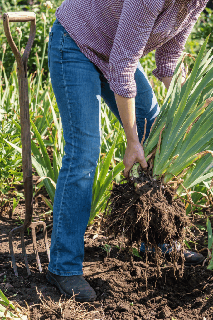 9 Plants to Divide in August – Late Summer Is the Perfect Time to Lift and Split These Popular Perennials for Healthier Growth, Better Blooms and Free Plants Next Spring 2 9 Plants to Divide in August – Late Summer Is the Perfect Time to Lift and Split These Popular Perennials for Healthier Growth, Better Blooms and Free Plants Next Spring 2