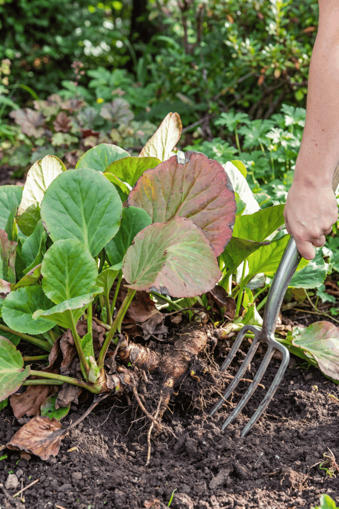 9 Plants to Divide in August – Late Summer Is the Perfect Time to Lift and Split These Popular Perennials for Healthier Growth, Better Blooms and Free Plants Next Spring 9 9 Plants to Divide in August – Late Summer Is the Perfect Time to Lift and Split These Popular Perennials for Healthier Growth, Better Blooms and Free Plants Next Spring 9