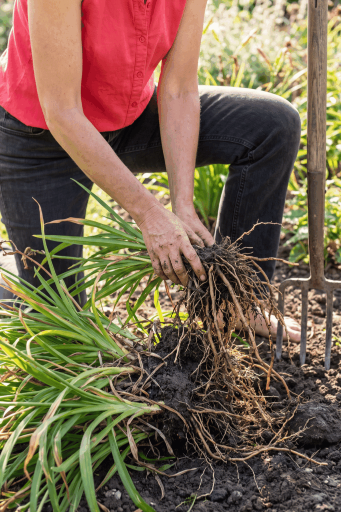 9 Plants to Divide in August – Late Summer Is the Perfect Time to Lift and Split These Popular Perennials for Healthier Growth, Better Blooms and Free Plants Next Spring 6 9 Plants to Divide in August – Late Summer Is the Perfect Time to Lift and Split These Popular Perennials for Healthier Growth, Better Blooms and Free Plants Next Spring 6