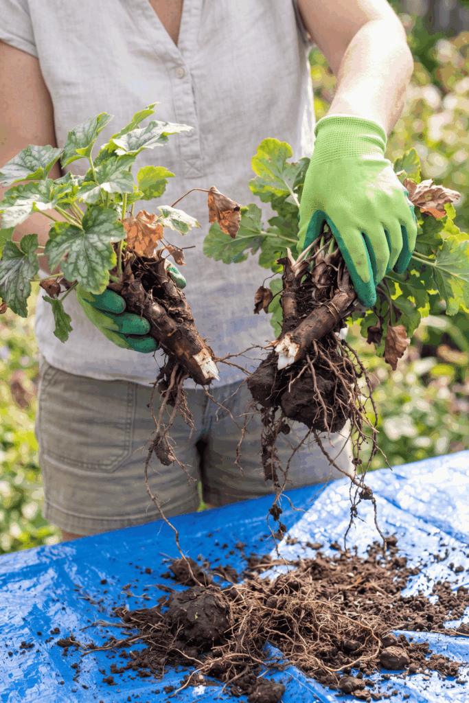 9 Plants to Divide in August – Late Summer Is the Perfect Time to Lift and Split These Popular Perennials for Healthier Growth, Better Blooms and Free Plants Next Spring 11 9 Plants to Divide in August – Late Summer Is the Perfect Time to Lift and Split These Popular Perennials for Healthier Growth, Better Blooms and Free Plants Next Spring 11