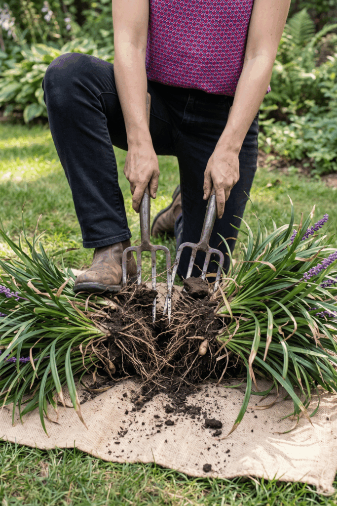 9 Plants to Divide in August – Late Summer Is the Perfect Time to Lift and Split These Popular Perennials for Healthier Growth, Better Blooms and Free Plants Next Spring 8 9 Plants to Divide in August – Late Summer Is the Perfect Time to Lift and Split These Popular Perennials for Healthier Growth, Better Blooms and Free Plants Next Spring 8