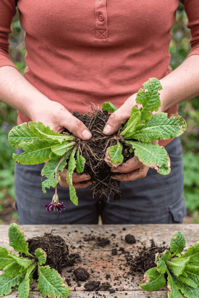 9 Plants to Divide in August – Late Summer Is the Perfect Time to Lift and Split These Popular Perennials for Healthier Growth, Better Blooms and Free Plants Next Spring 3