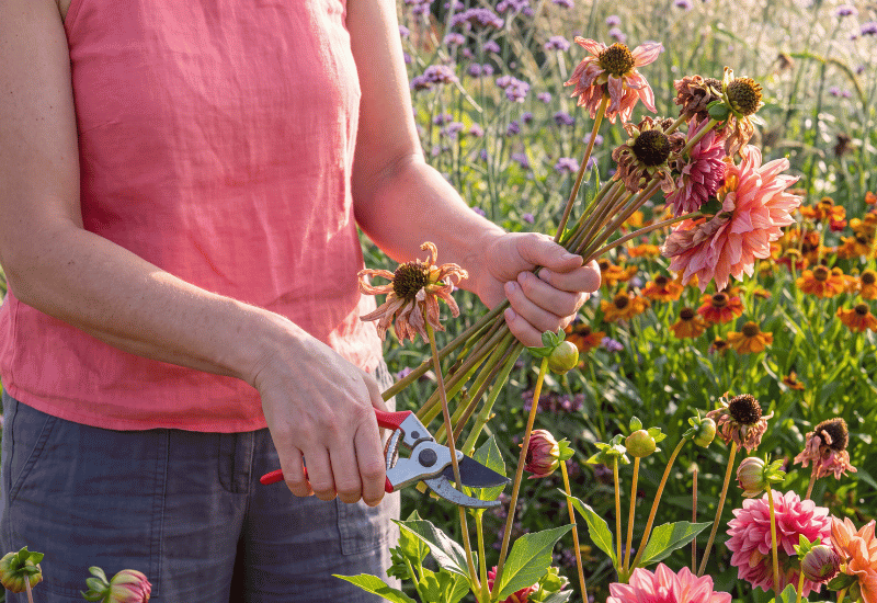 Flowers to Deadhead in August