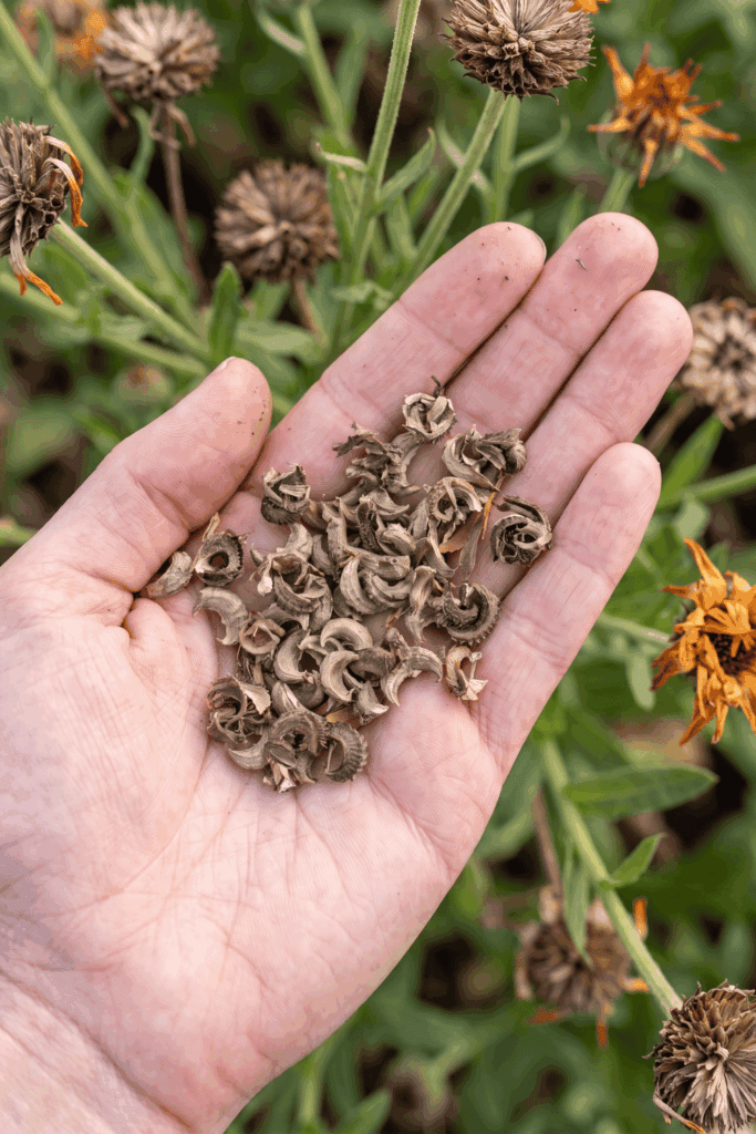 11 Flower Seeds to Save in August Before They’re Gone – Collect Them Now for Free Blooms Next Year 12