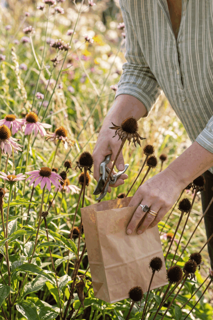 11 Flower Seeds to Save in August Before They’re Gone – Collect Them Now for Free Blooms Next Year 6
