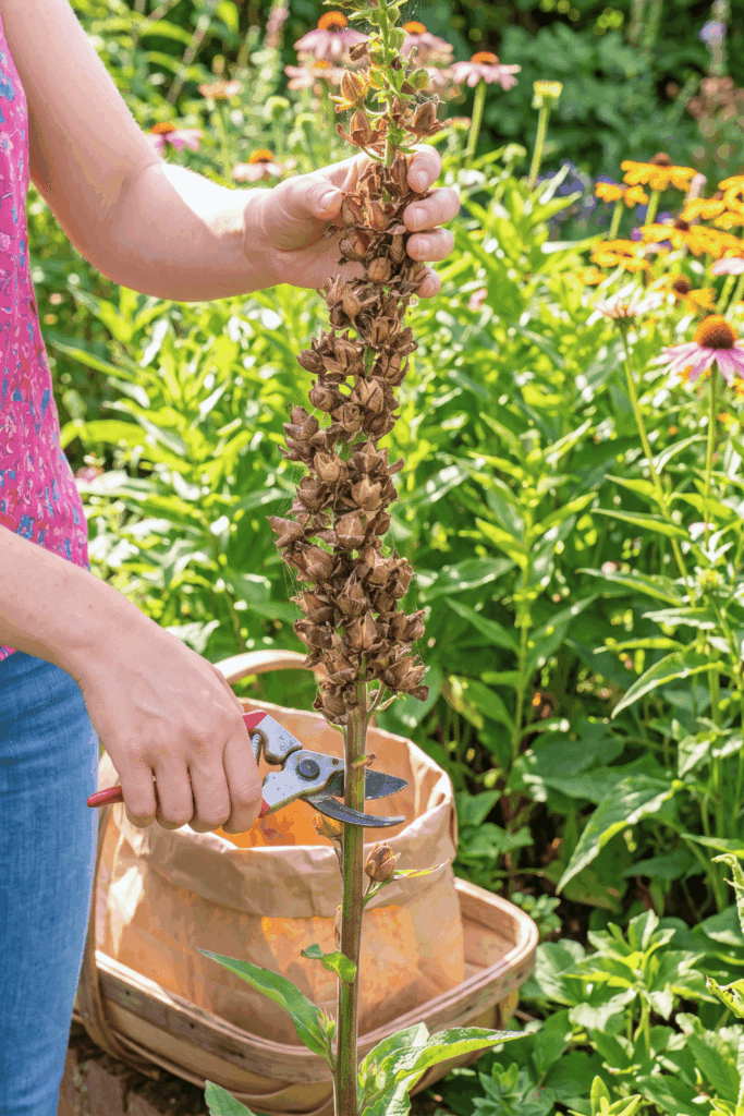 11 Flower Seeds to Save in August Before They’re Gone – Collect Them Now for Free Blooms Next Year 7