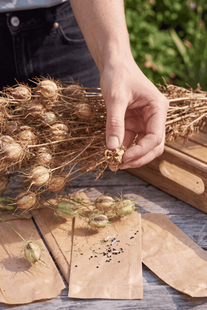 11 Flower Seeds to Save in August Before They’re Gone – Collect Them Now for Free Blooms Next Year 10
