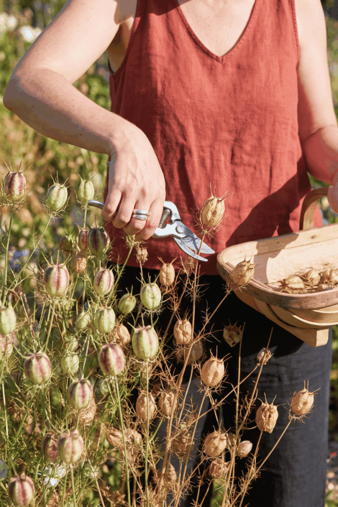 11 Flower Seeds to Save in August Before They’re Gone – Collect Them Now for Free Blooms Next Year 9