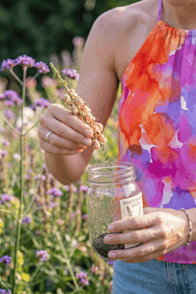 11 Flower Seeds to Save in August Before They’re Gone – Collect Them Now for Free Blooms Next Year 2