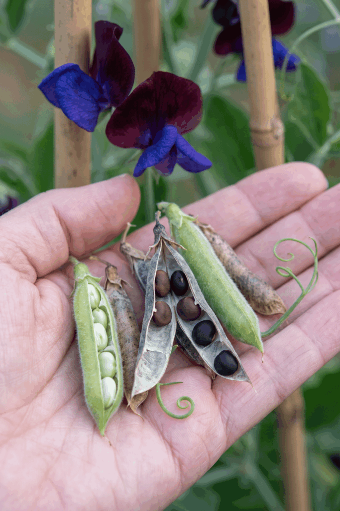 11 Flower Seeds to Save in August Before They’re Gone – Collect Them Now for Free Blooms Next Year 13