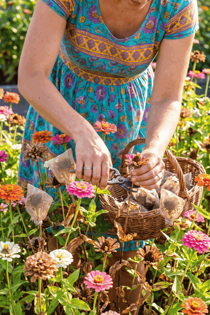 11 Flower Seeds to Save in August Before They’re Gone – Collect Them Now for Free Blooms Next Year 5